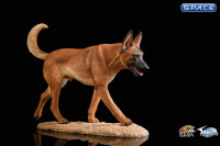 1/6 Scale dark brown Malinois