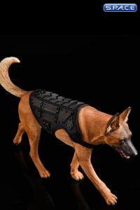 1/6 Scale dark brown Malinois with Tactical Outfit