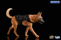 1/6 Scale dark brown Malinois with Tactical Outfit