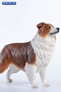 1/6 Scale brown & white Border Collie