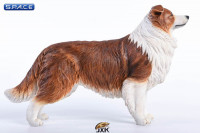 1/6 Scale brown & white Border Collie