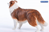 1/6 Scale brown & white Border Collie