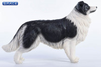 1/6 Scale black & white Border Collie