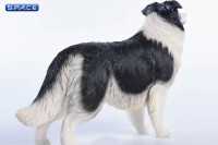 1/6 Scale black & white Border Collie