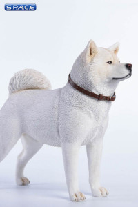 1/6 Scale white japanese Akita