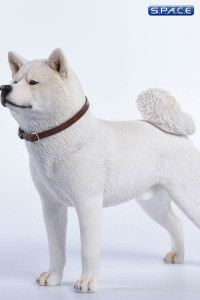 1/6 Scale white japanese Akita