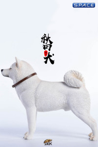 1/6 Scale white japanese Akita