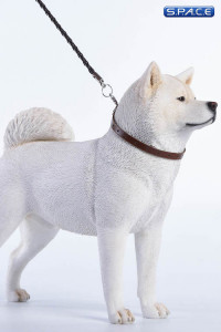 1/6 Scale white japanese Akita