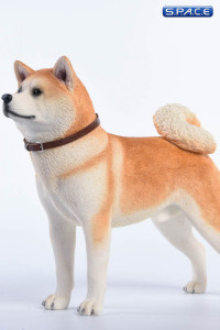 1/6 Scale red japanese Akita