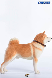 1/6 Scale red japanese Akita