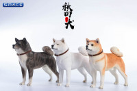 1/6 Scale red japanese Akita