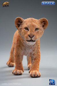 1/6 Scale yellow Simba