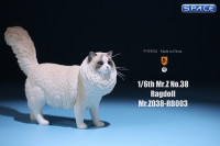 1/6 Scale Ragdoll Version C