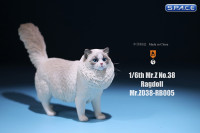 1/6 Scale Ragdoll Version E