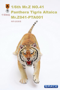 1/6 Scale yellow attacking Tiger - Panthera Tigris Altaica