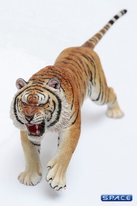 1/6 Scale yellow attacking Tiger - Panthera Tigris Altaica