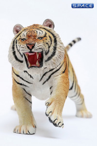 1/6 Scale yellow attacking Tiger - Panthera Tigris Altaica