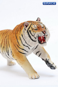 1/6 Scale yellow attacking Tiger - Panthera Tigris Altaica