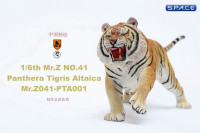 1/6 Scale yellow attacking Tiger - Panthera Tigris Altaica