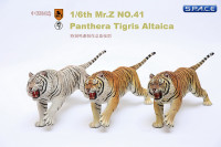 1/6 Scale yellow attacking Tiger - Panthera Tigris Altaica