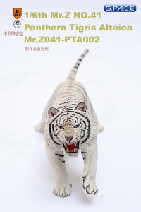 1/6 Scale white attacking Tiger - Panthera Tigris Altaica