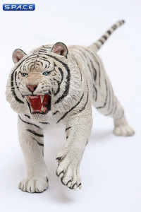 1/6 Scale white attacking Tiger - Panthera Tigris Altaica