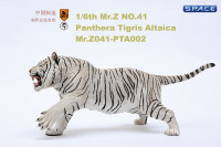 1/6 Scale white attacking Tiger - Panthera Tigris Altaica