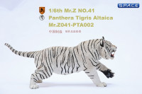 1/6 Scale white attacking Tiger - Panthera Tigris Altaica