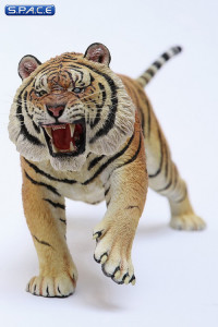 1/6 Scale attacking Tiger - Panthera Tigris Altaica