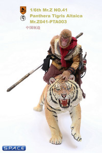 1/6 Scale attacking Tiger - Panthera Tigris Altaica