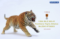 1/6 Scale attacking Tiger - Panthera Tigris Altaica