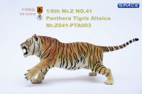 1/6 Scale attacking Tiger - Panthera Tigris Altaica