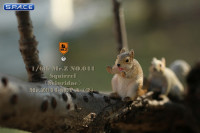 1/6 Scale Squirrel Set A