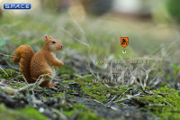 1/6 Scale Squirrel Set B