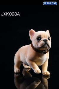 1/6 Scale French Bulldog Puppy (sand color)