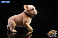 1/6 Scale French Bulldog Puppy (sand color)