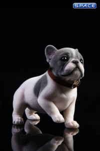 1/6 Scale French Bulldog Puppy (black and white)