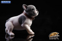 1/6 Scale French Bulldog Puppy (black and white)