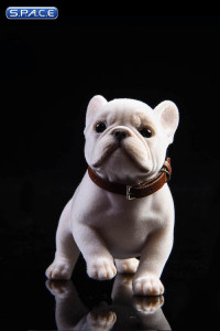 1/6 Scale French Bulldog Puppy (white)