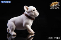 1/6 Scale French Bulldog Puppy (white)