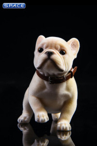 1/6 Scale French Bulldog Puppy (beige)