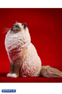 1/6 Scale sitting Ragdoll (seal mitted)