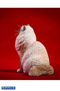 1/6 Scale sitting Ragdoll (seal mitted)