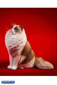 1/6 Scale sitting Ragdoll (seal bicolor)