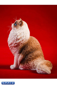 1/6 Scale sitting Ragdoll (seal bicolor)