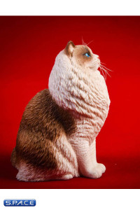 1/6 Scale sitting Ragdoll (seal bicolor)