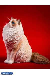 1/6 Scale sitting Ragdoll (chocolate bicolor)