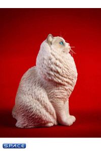 1/6 Scale sitting Ragdoll (blue bicolor)