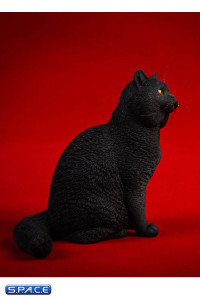 1/6 Scale sitting British Shorthair Cat (black)