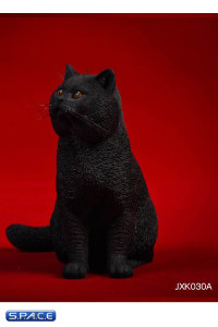 1/6 Scale sitting British Shorthair Cat (black)